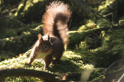 Red squirrel in November