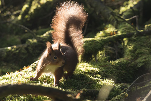Red squirrel, Hawes