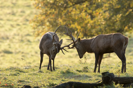 Stags at Studley deer park