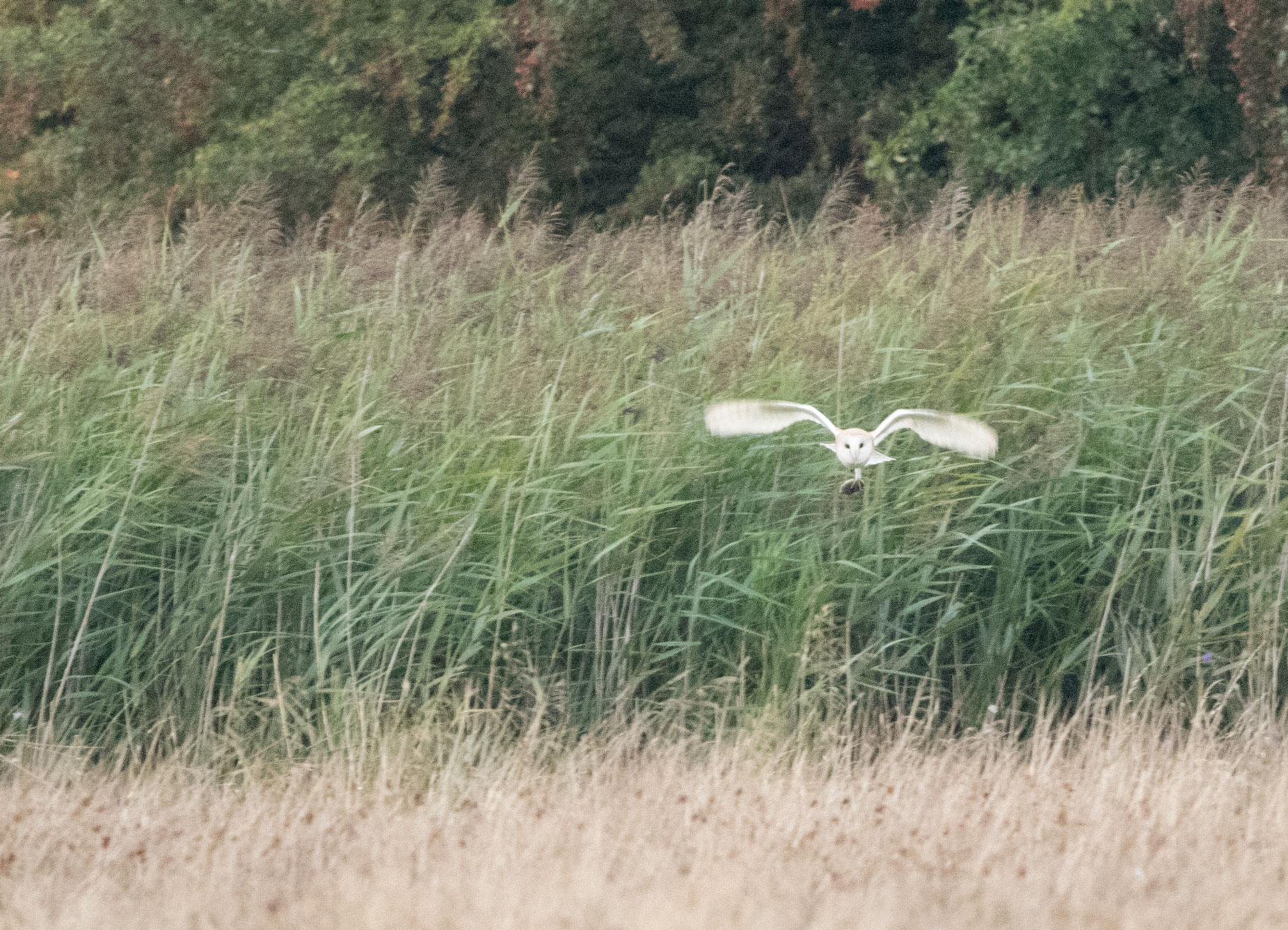 Barn owl, Staveley