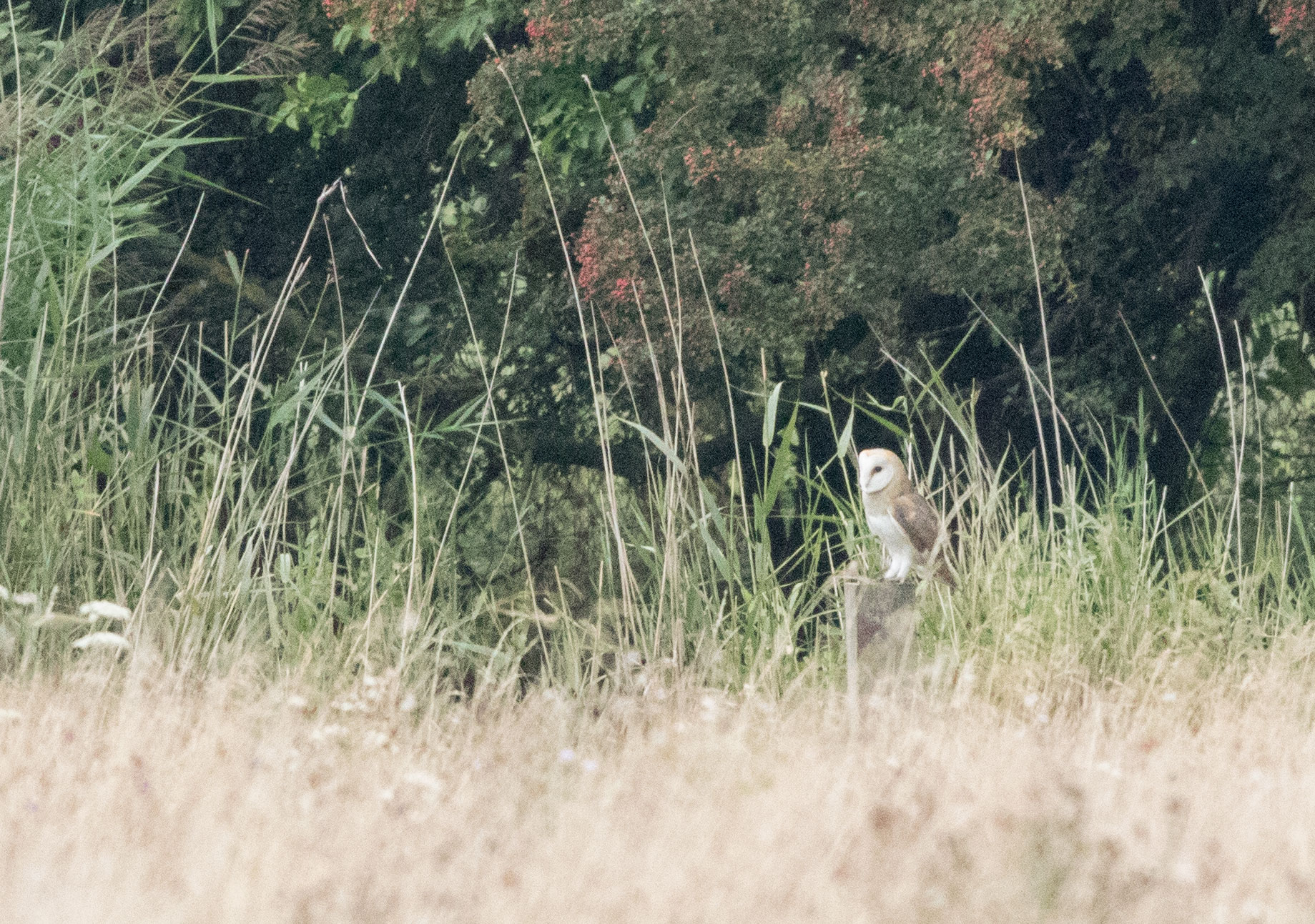 Barn owl, Staveley