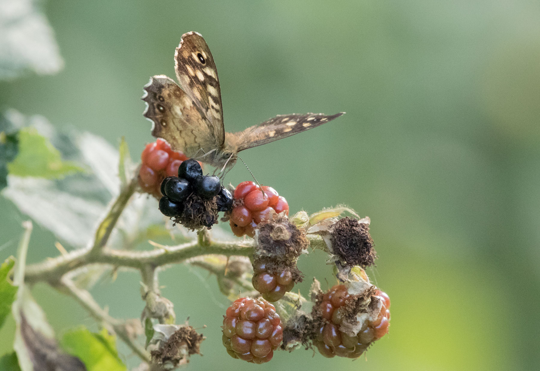 Speckled wood, Staveley nature reserve