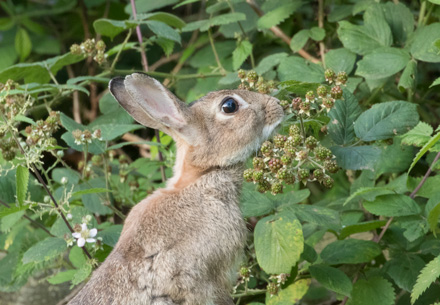 Rabbit, Harrogate Stray
