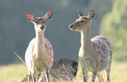 Fallow deer, Studley