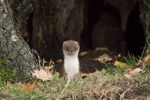 Stoat, Studley Royal