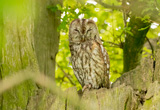 Tawny owl