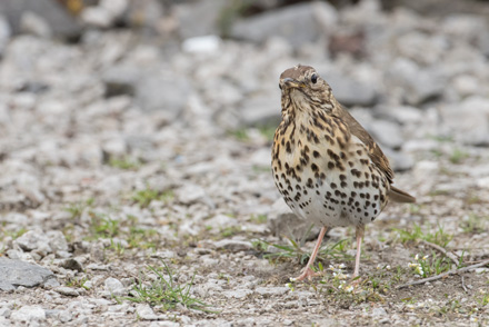 Song thrush, Thruscross