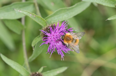 Bee, Timble Ings