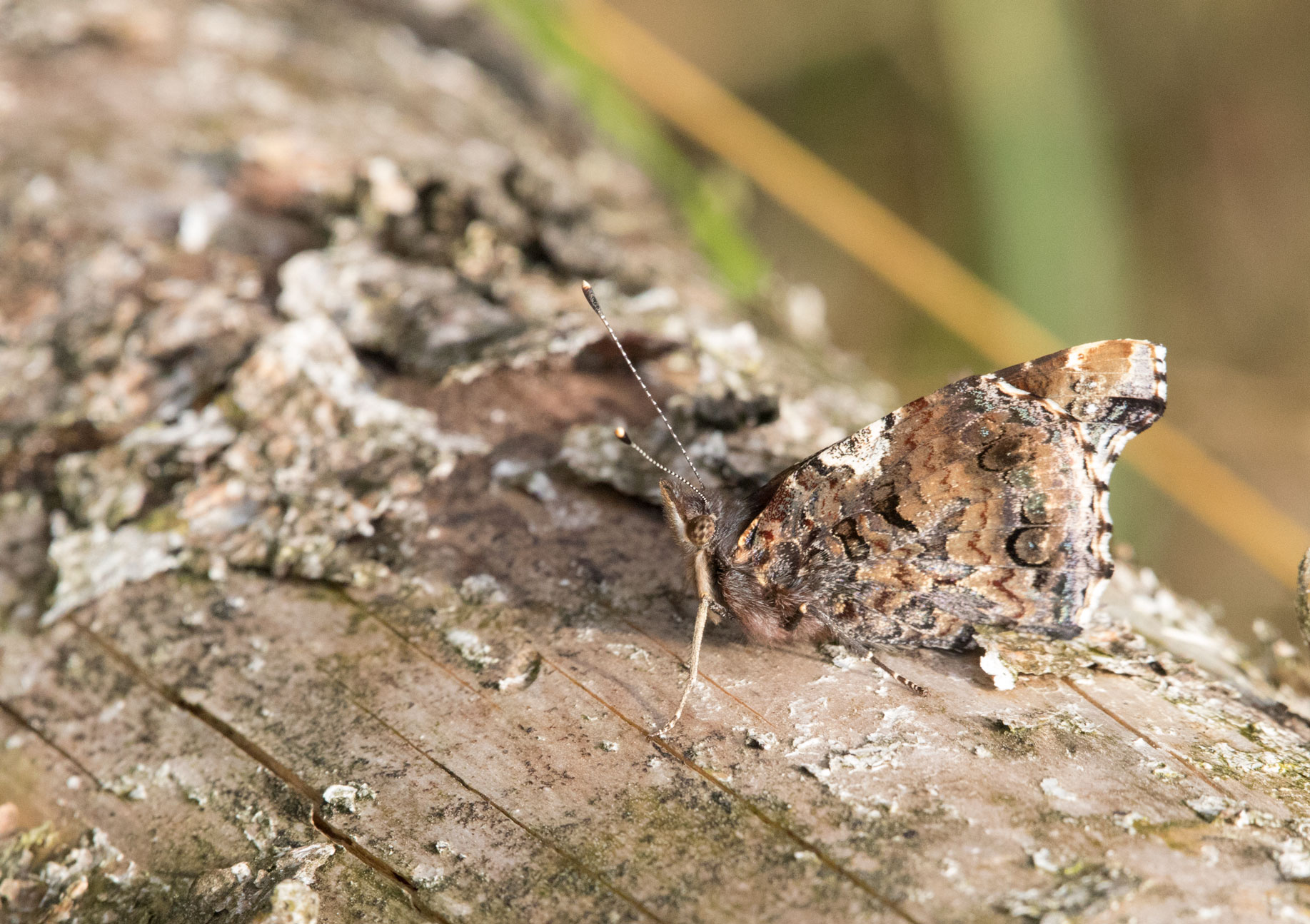 Red admiral, Timble Woods