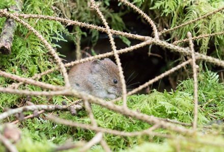 Bank vole, Yorkshire Dales