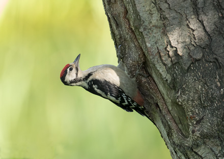 Great Spotted Woodpecker (juvenile), High Batts