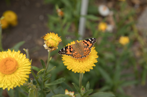 Walled Garden, Burton Agnes