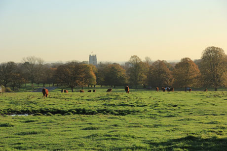 Westwood Pasture, Beverley
