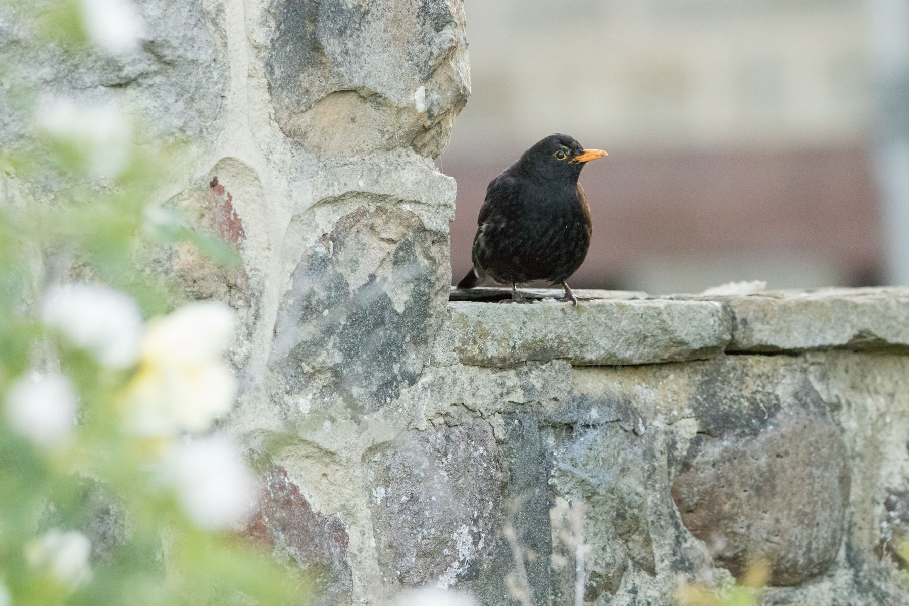Male blackbird, Bilton
