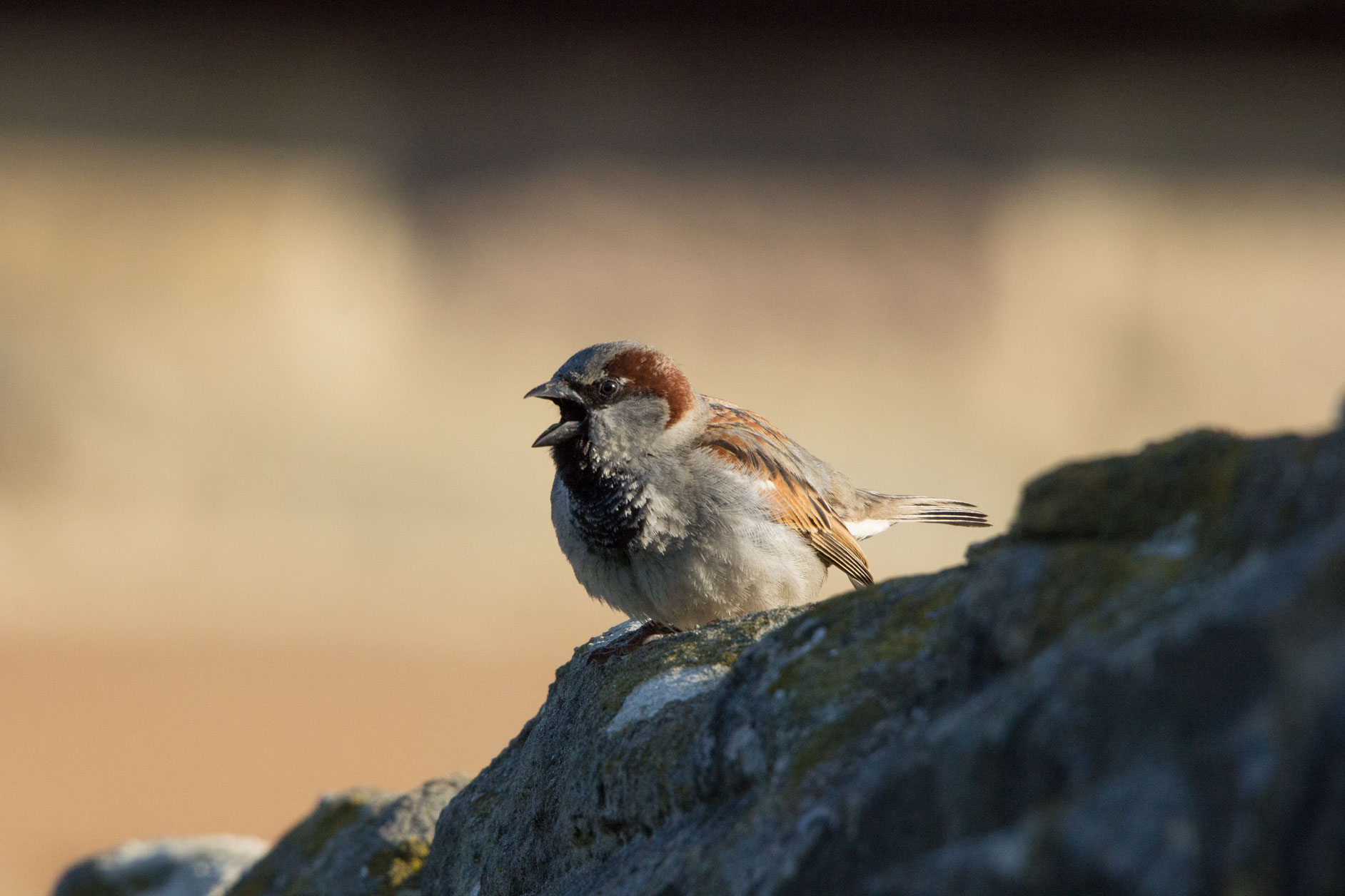 House sparrow, Bilton