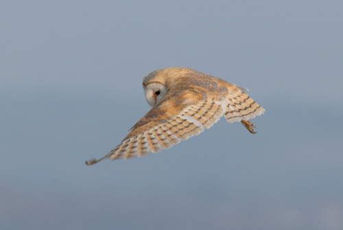 Barn owl, Kex Gill Moor