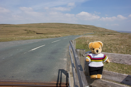 World Champion bear on Buttertubs