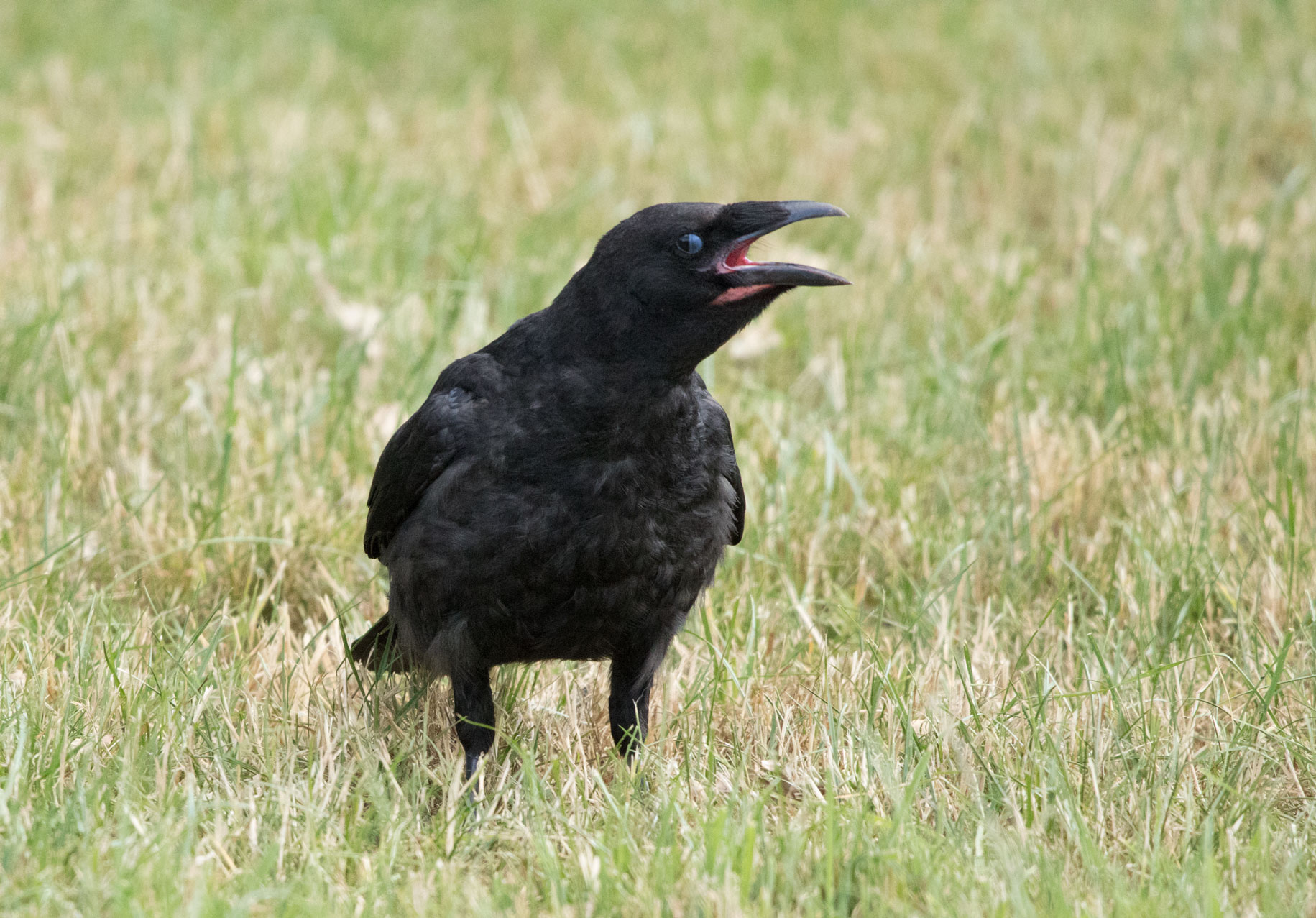 Carrion crow, Yorkshire Showground