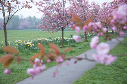 Cherry blossom, Harrogate Stray