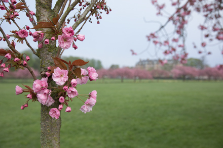 Cherry blossom, Harrogate Stray