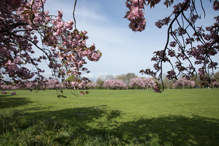 Cherry blossom, Harrogate Stray
