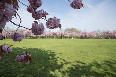 Cherry blossom, Harrogate Stray