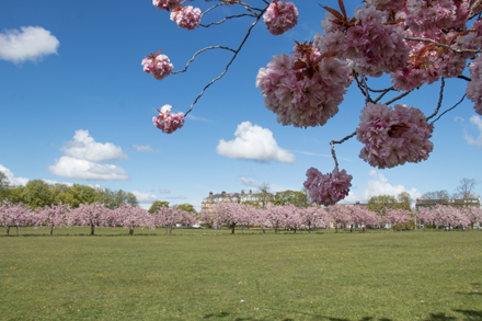 Cherry blossom, Harrogate Stray