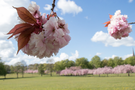 Cherry blossom, Harrogate Stray