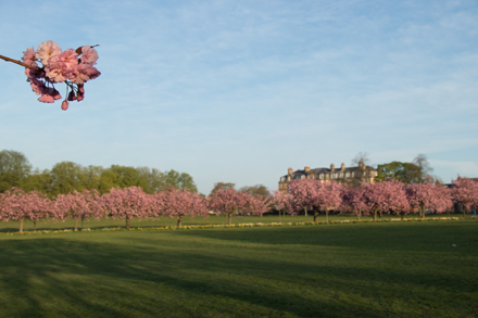 Cherry blossom, Harrogate Stray