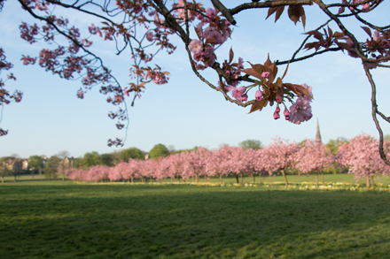 Cherry blossom, Harrogate Stray