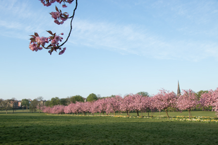 Cherry blossom, Harrogate Stray