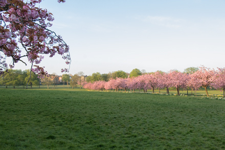 Cherry blossom, Harrogate Stray