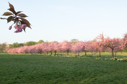 Cherry blossom, Harrogate Stray
