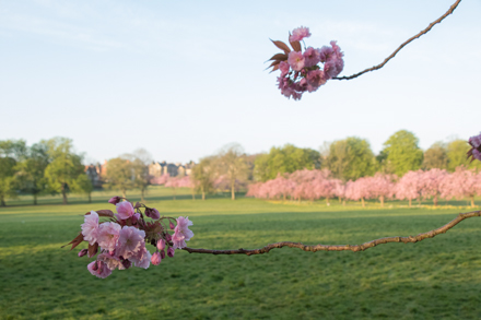 Cherry blossom, Harrogate Stray