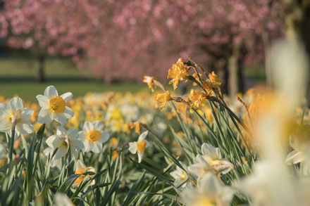 Cherry blossom, Harrogate Stray