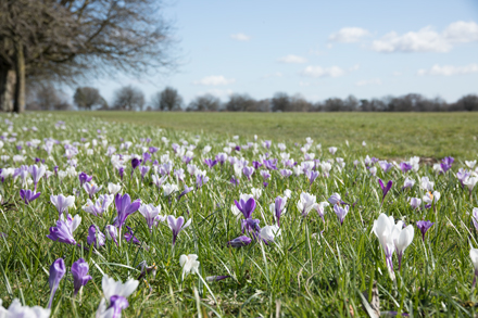Crocuses, Harrogate Stray