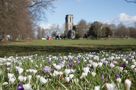 Crocuses, Harrogate Stray