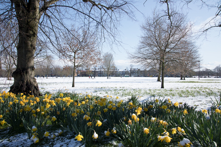 Daffodils and snow, Harrogate Stray