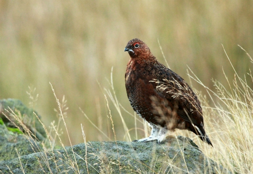 Red grouse