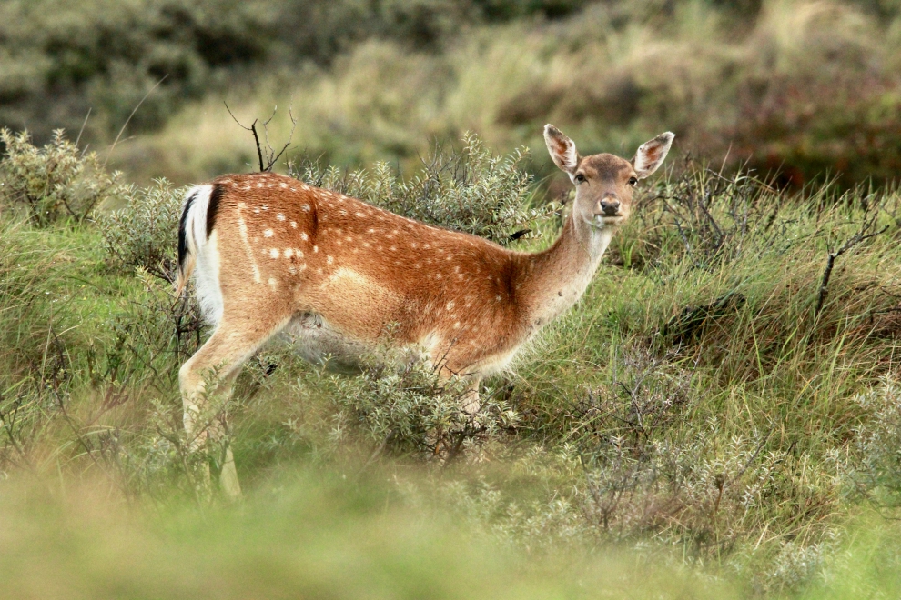 Fallow deer, Waterleiding duinen Fallow deer, Waterleiding duinen