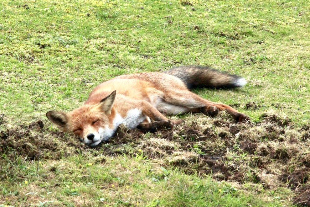 Sleeping fox in the Waterleidingduinen Sleeping fox in the Waterleidingduinen