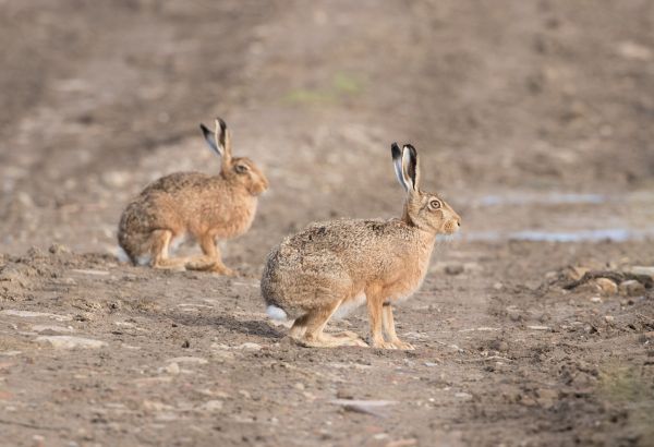 Hares, Watergate Road