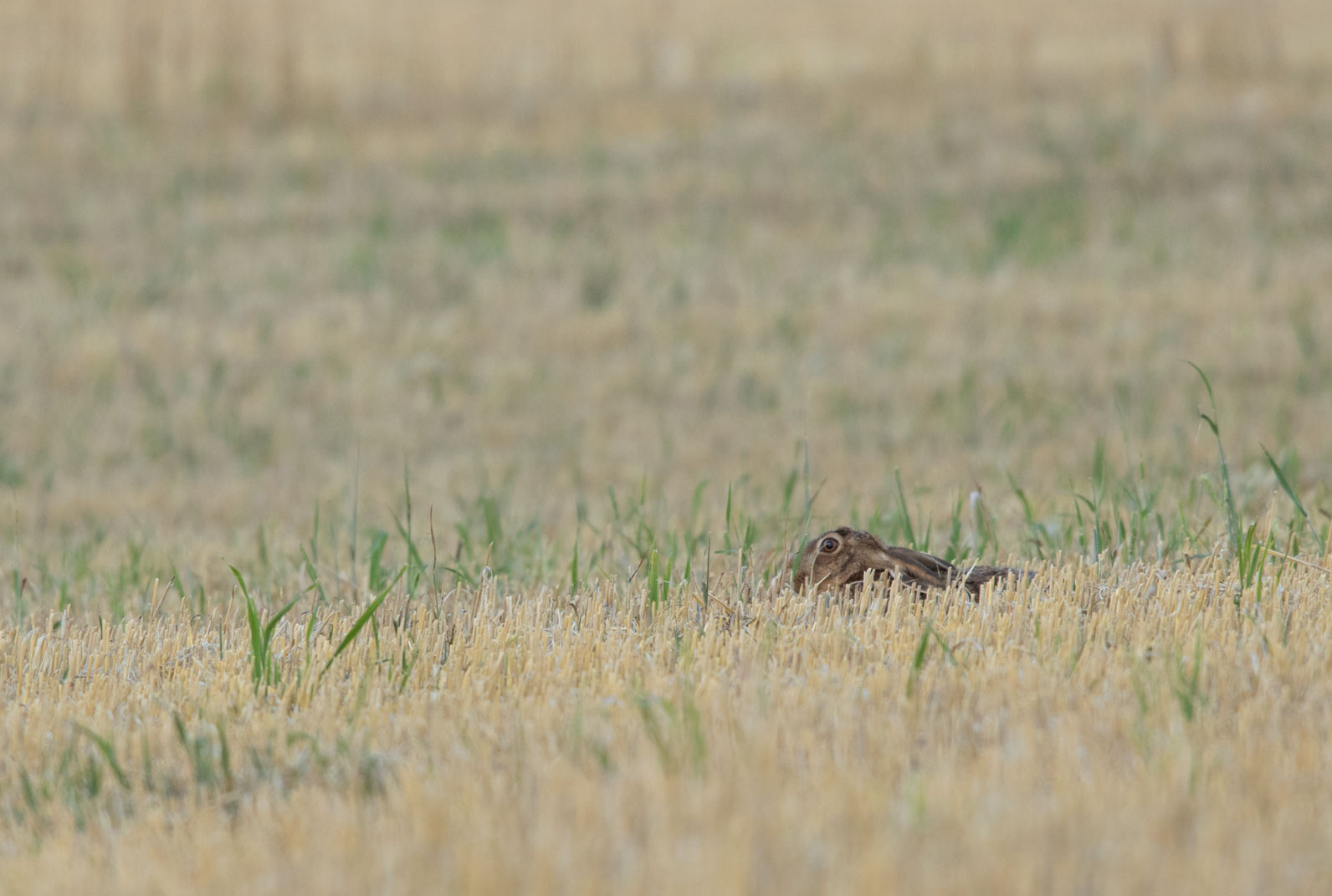 Hare lying low