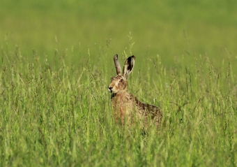 Hare at Studley Royal