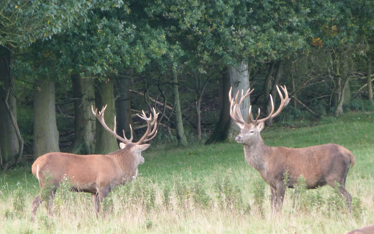 Deer at Harewood House