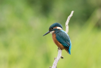 Kingfisher, Saltaire