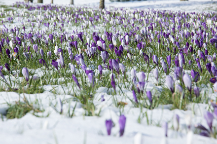 Crocuses and snow, Harrogate Stray
