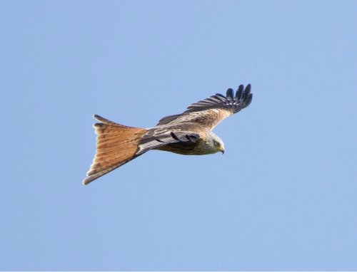 Red kite, Harrogate
