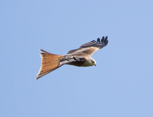 Red kite