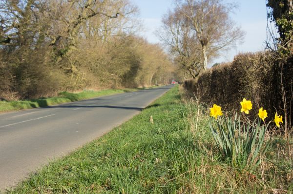 Road past Black Plantation, near Stamford Bridge